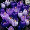 Blue Moon Dutch Crocus Mix -Garden Wonders crocus blue moon mix