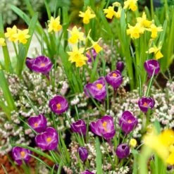 Remembrance Dutch Crocus -Garden Wonders crocus remembrance daffodil tete a tete 25984