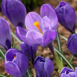 Remembrance Dutch Crocus -Garden Wonders crocus remembrance visi86705