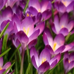 Tommasini's Ruby Giant Crocus 11 Tommasini's Ruby Giant Crocus -Garden Wonders crocus tommasinianus bulbs ruby giant 39150 1 web