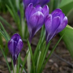 Tommasini's Ruby Giant Crocus 13 Tommasini's Ruby Giant Crocus -Garden Wonders crocus tommasinianus bulbs ruby giant 39150 3 web