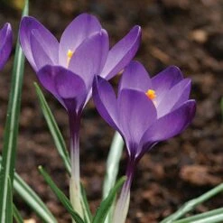 Tommasini's Ruby Giant Crocus 14 Tommasini's Ruby Giant Crocus -Garden Wonders crocus tommasinianus bulbs ruby giant 39150 5 web