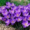 Remembrance Dutch Crocus 1 Remembrance Dutch Crocus -Garden Wonders crocusremembrance4 1