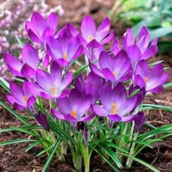 Tommasini's Ruby Giant Crocus 15 Tommasini's Ruby Giant Crocus -Garden Wonders crocusrubygiant1 1