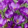 Tommasini's Ruby Giant Crocus -Garden Wonders crocusrubygiant 5