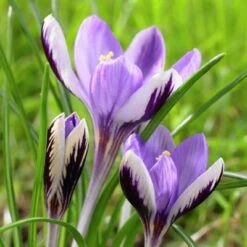 Spring Beauty Snow Crocus -Garden Wonders crocusspringbeauty1