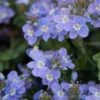 Crystal River® Veronica 1 Crystal River® Veronica -Garden Wonders crystal river veronica