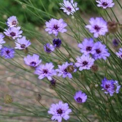 Cupid's Dart (Catanache) -Garden Wonders cupids dart catananche caerulea flowers