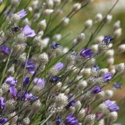 Cupid's Dart (Catanache) -Garden Wonders cupids dart catananche caerulea garden before bloom