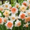 60 Days Of Daffodils Mix -Garden Wonders daffodil mix web