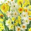 Fragrant Daffodil Mix 2 Fragrant Daffodil Mix -Garden Wonders daffodilfragrantmix