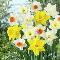 Large Cupped Daffodil Mix -Garden Wonders daffodillargecuppedmix5