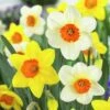 Large Cupped Daffodil Mix 1 Large Cupped Daffodil Mix -Garden Wonders daffodillargecuppedmix6