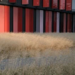 Gold Dew Tufted Hair Grass -Garden Wonders deschampsia cespitosa goldtau hoffman cropped 1 2