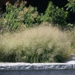 Gold Dew Tufted Hair Grass -Garden Wonders deschampsia cespitosa goldtau hoffman cropped 2 2