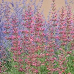 Desert Sunrise® Agastache 9 Desert Sunrise® Agastache -Garden Wonders desert sunrise agastache close up