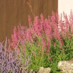 Desert Sunrise® Agastache 8 Desert Sunrise® Agastache -Garden Wonders desert sunrise agastache rock garden