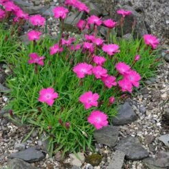 Kahori Pink® Dianthus 9 Kahori Pink® Dianthus -Garden Wonders dianthus kahor pink