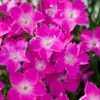 Kahori Pink® Dianthus -Garden Wonders dianthus kahori close up