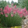 Coral Canyon® Twinspur (Diascia) -Garden Wonders diascia integerrima pat.hayward