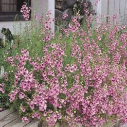 Coral Canyon® Twinspur (Diascia) -Garden Wonders diascia integerrima 42410