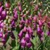 Spanish Peaks® Foxglove -Garden Wonders digitalis thapsi pat.hayward plant select cropped