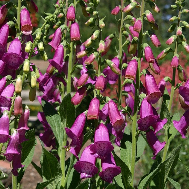 Spanish Peaks® Foxglove 3 Spanish Peaks® Foxglove