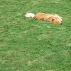 Dog Tuff™ Grass Plugs 14 Dog Tuff™ Grass Plugs -Garden Wonders dog tuff grass hblb870 with dog