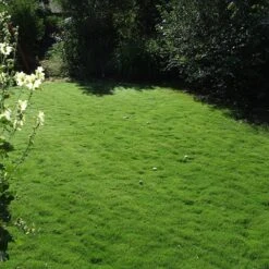 Dog Tuff™ Grass Plugs 17 Dog Tuff™ Grass Plugs -Garden Wonders dog tuff grass plug lawn