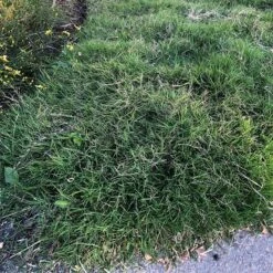 Dog Tuff™ Grass Plugs 16 Dog Tuff™ Grass Plugs -Garden Wonders dog tuff grass plugs close