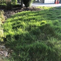 Dog Tuff™ Grass Plugs 15 Dog Tuff™ Grass Plugs -Garden Wonders dog tuff grass plugs dog friendly grass