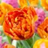 Sunlover Double Late Tulip -Garden Wonders double late tulip sunlover orange cropped