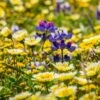 Native Dry Area Wildflower Seed Mix -Garden Wonders dry area native mix wildflowers meadow