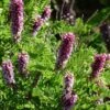 Dwarf Leadplant (Amorpha) 1 Dwarf Leadplant (Amorpha) -Garden Wonders dwarf leadplant amorpha amorpha nana flowers