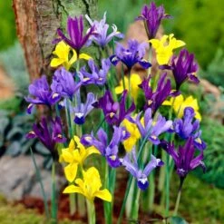 Wildflower Iris Bulb Collection -Garden Wonders dwarf specie iris mix yellow purple blue 1