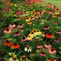 Cheyenne Spirit Echinacea -Garden Wonders echinacea cheyenne spirit 600