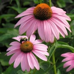 Magnus Echinacea -Garden Wonders echinacea magnus walters garden