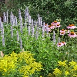 Blue Fortune Agastache -Garden Wonders echinacea purpurea agastache blue fortune solidago