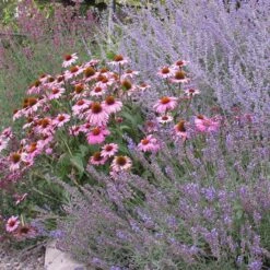 Magnus Echinacea -Garden Wonders echinacea purpurea magnus 2
