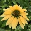 Mellow Yellows Echinacea 2 Mellow Yellows Echinacea -Garden Wonders echinacea purpurea mellow yellow