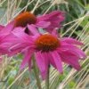 Ruby Star Echinacea -Garden Wonders echinacea purpurea rubinstern close up