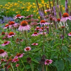 Magnus Echinacea -Garden Wonders echinacea magnus garden 1