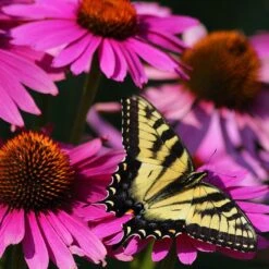 Ruby Star Echinacea -Garden Wonders echinacea purpurea rubinstern ruby star coneflower pollinator