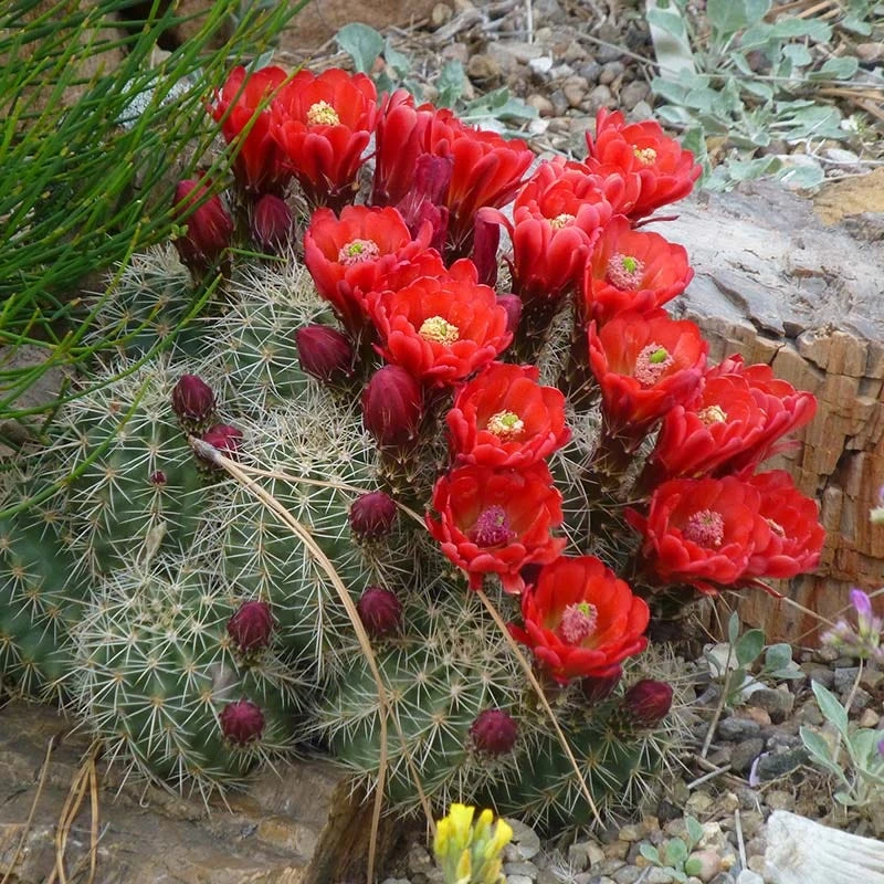 Scarlet Hedgehog Cactus (Echinocereus) 3 Scarlet Hedgehog Cactus (Echinocereus)