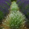 Edelweiss Lavender 2 Edelweiss Lavender -Garden Wonders edelweiss lavender garden meadow 1