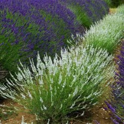 Edelweiss Lavender 7 Edelweiss Lavender -Garden Wonders edelweiss lavender pale lavender spikes 1