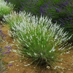 Edelweiss Lavender 6 Edelweiss Lavender -Garden Wonders edelweiss lavender pale spikes full 1