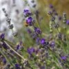 Buena Vista English Lavender -Garden Wonders emmis oure lavandula buena vista flower