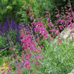 Coconino County Desert Penstemon -Garden Wonders emmis oure penstemon coconino county 3 cropped 1