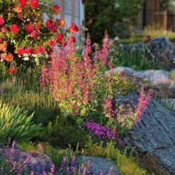 Coconino County Desert Penstemon -Garden Wonders emmis oure penstemon coconino county 6 cropped 1